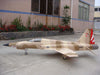 FeiBao F-5 (Discontinued)